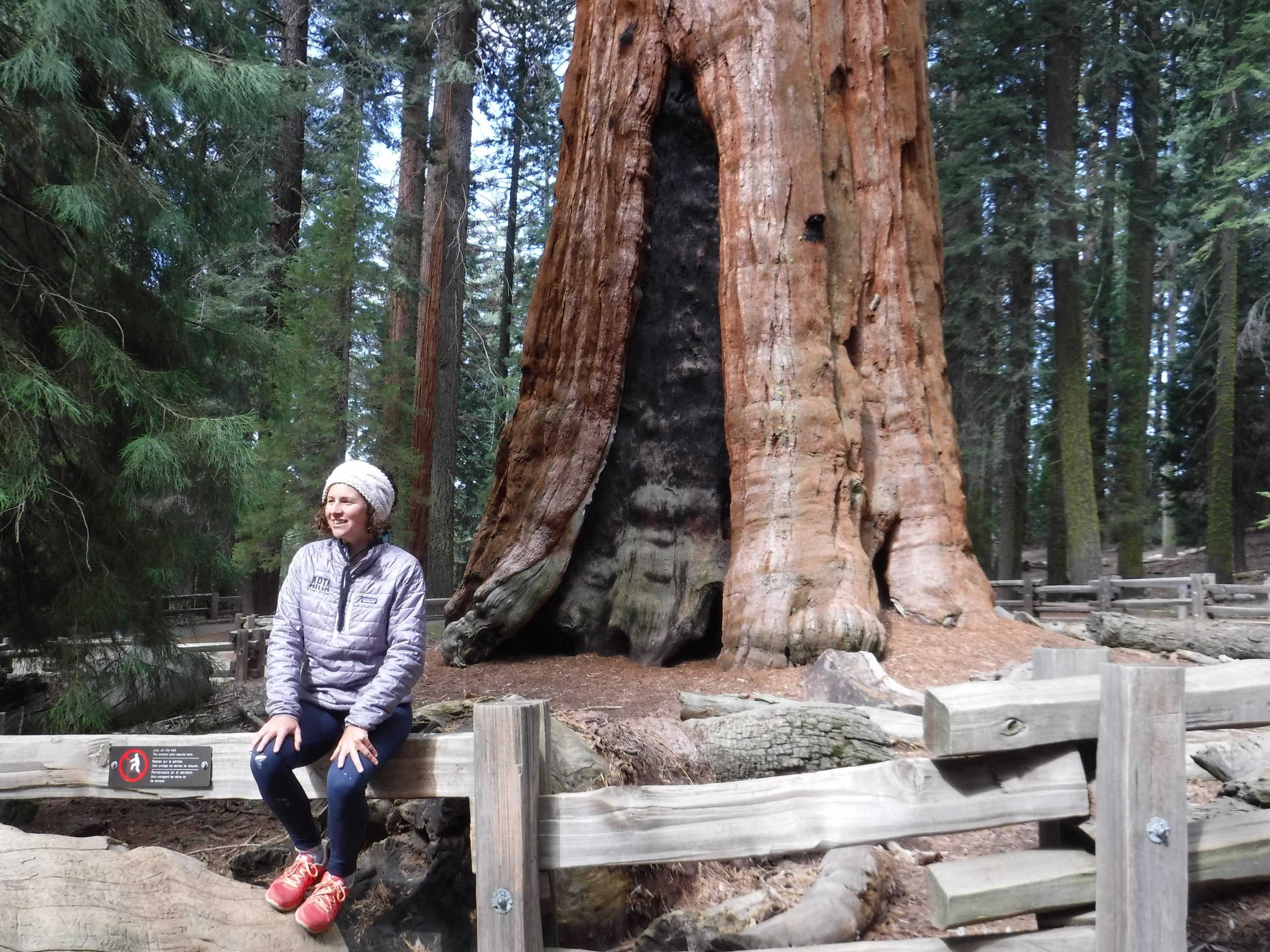 Sequoias!