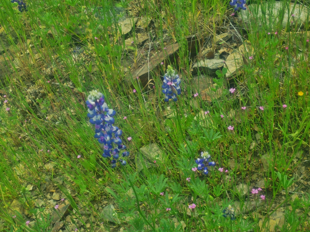 Spring on the South Fork