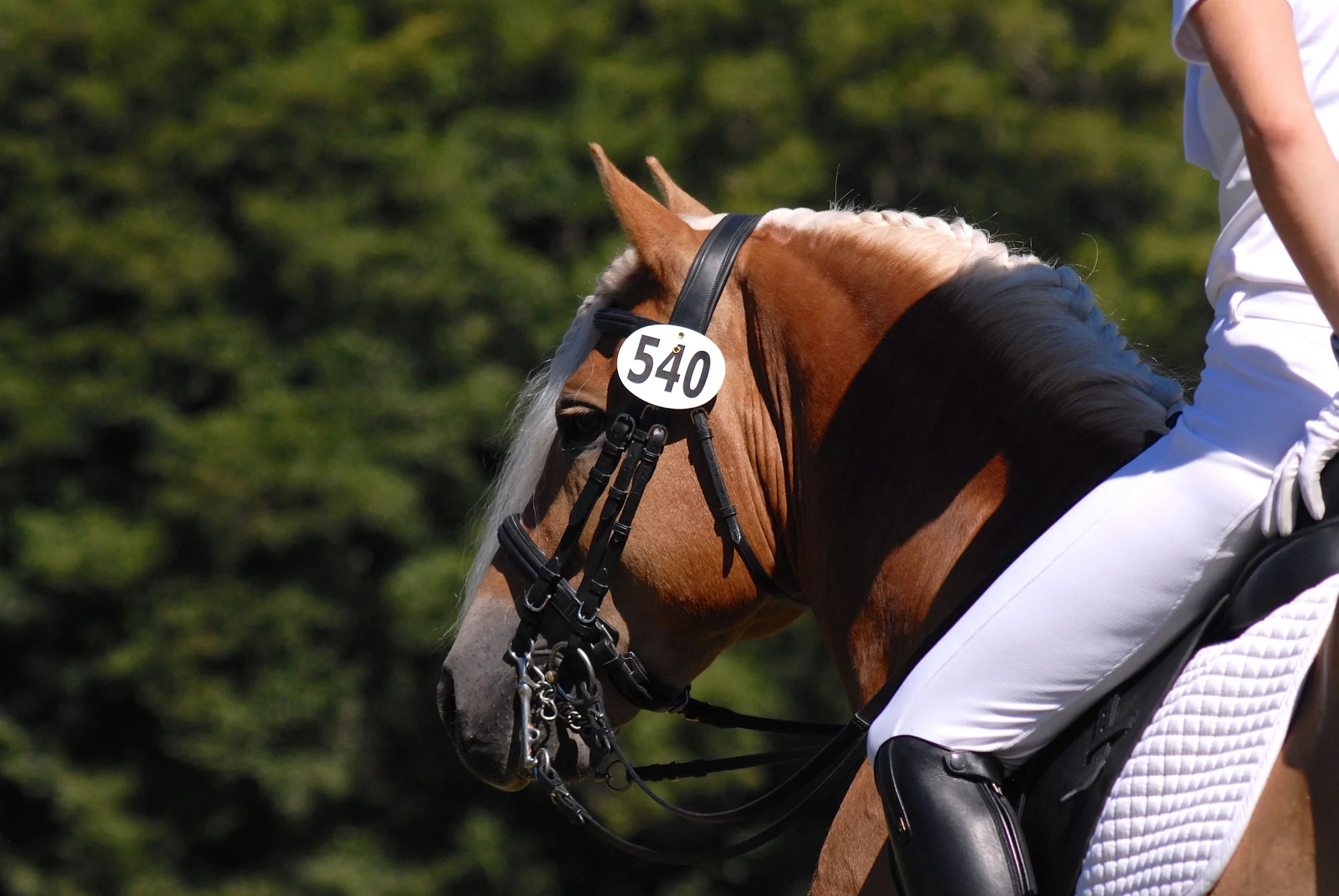 Dressage Training & Riding Lessons - Aletheia Dressage
