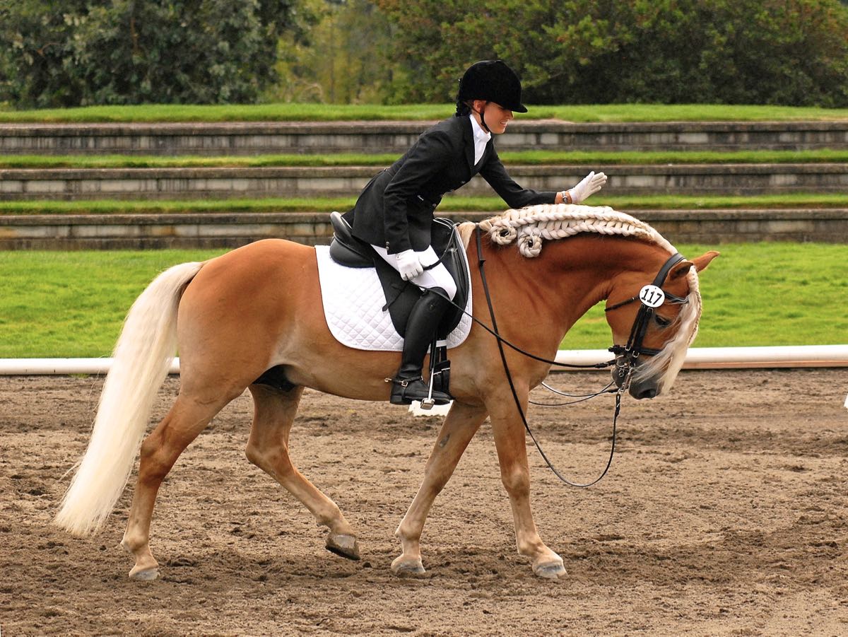 dressage 6.jpg