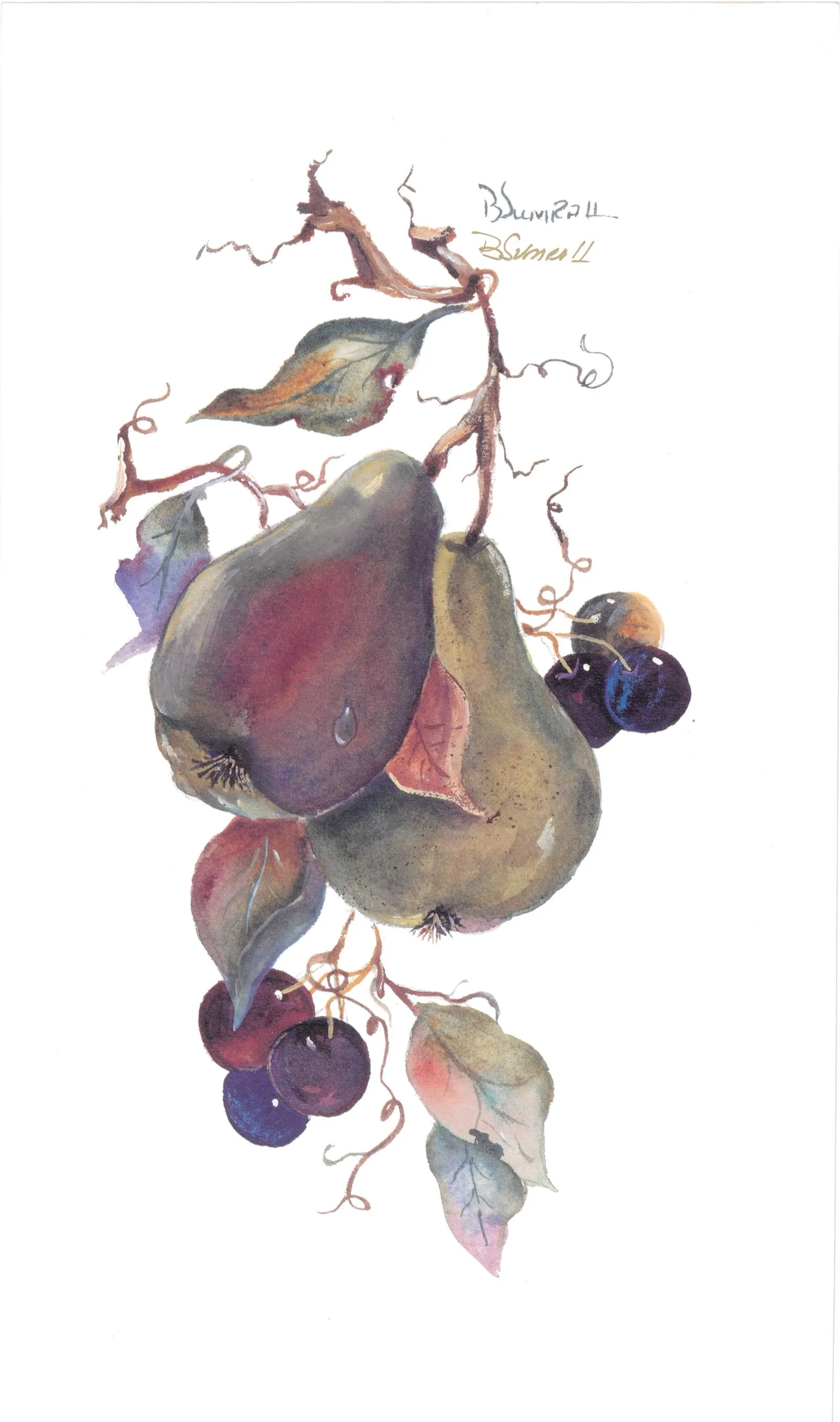 Pears (S) By Sumrall 20.5cm (w) x 34 (h) Image 20.5cm (w) x 34 (h) Paper.jpg