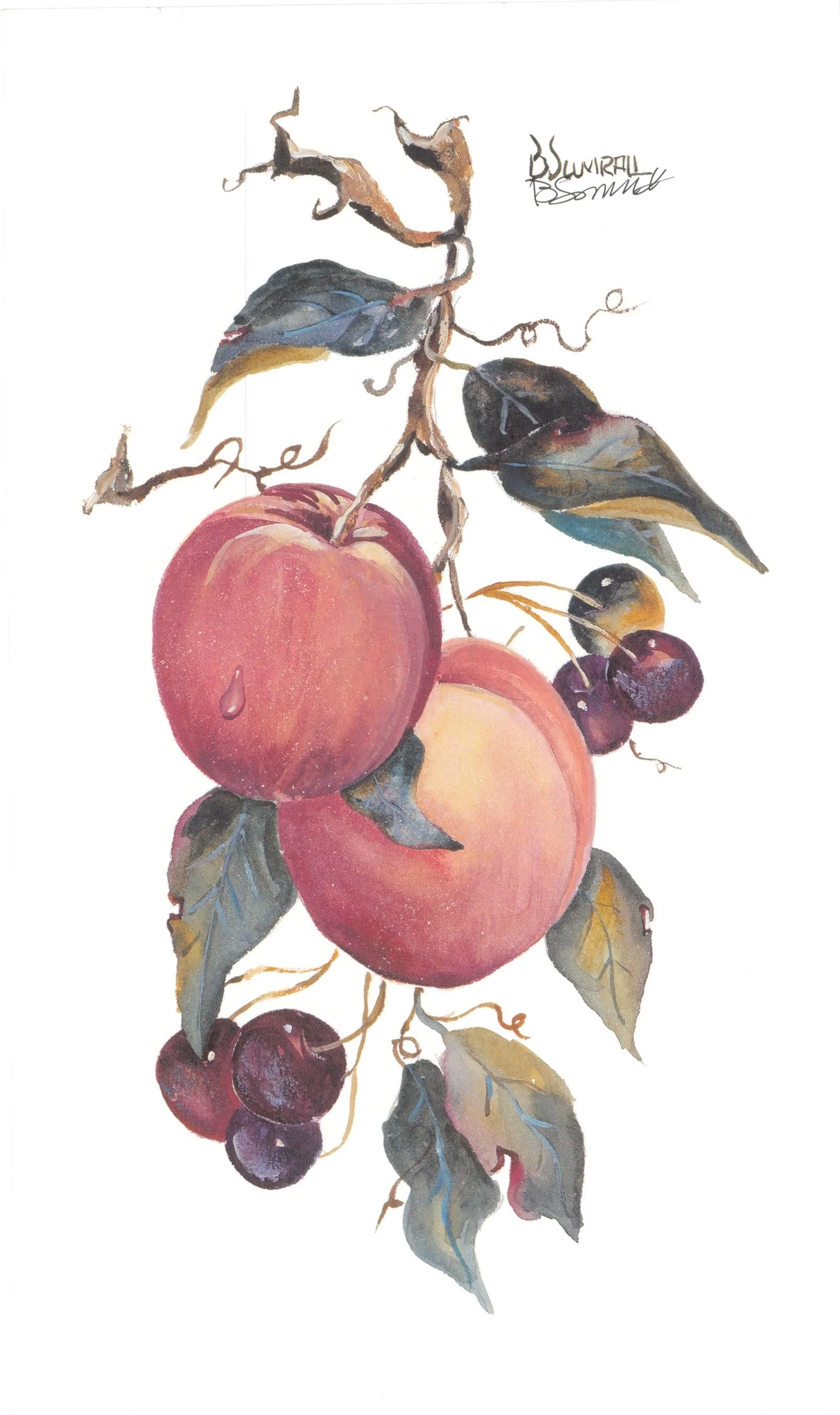 Peaches (S) By Sumrall 20.5cm (w) x 34 (h) Image 20.5cm (w) x 34 (h) Paper.jpg