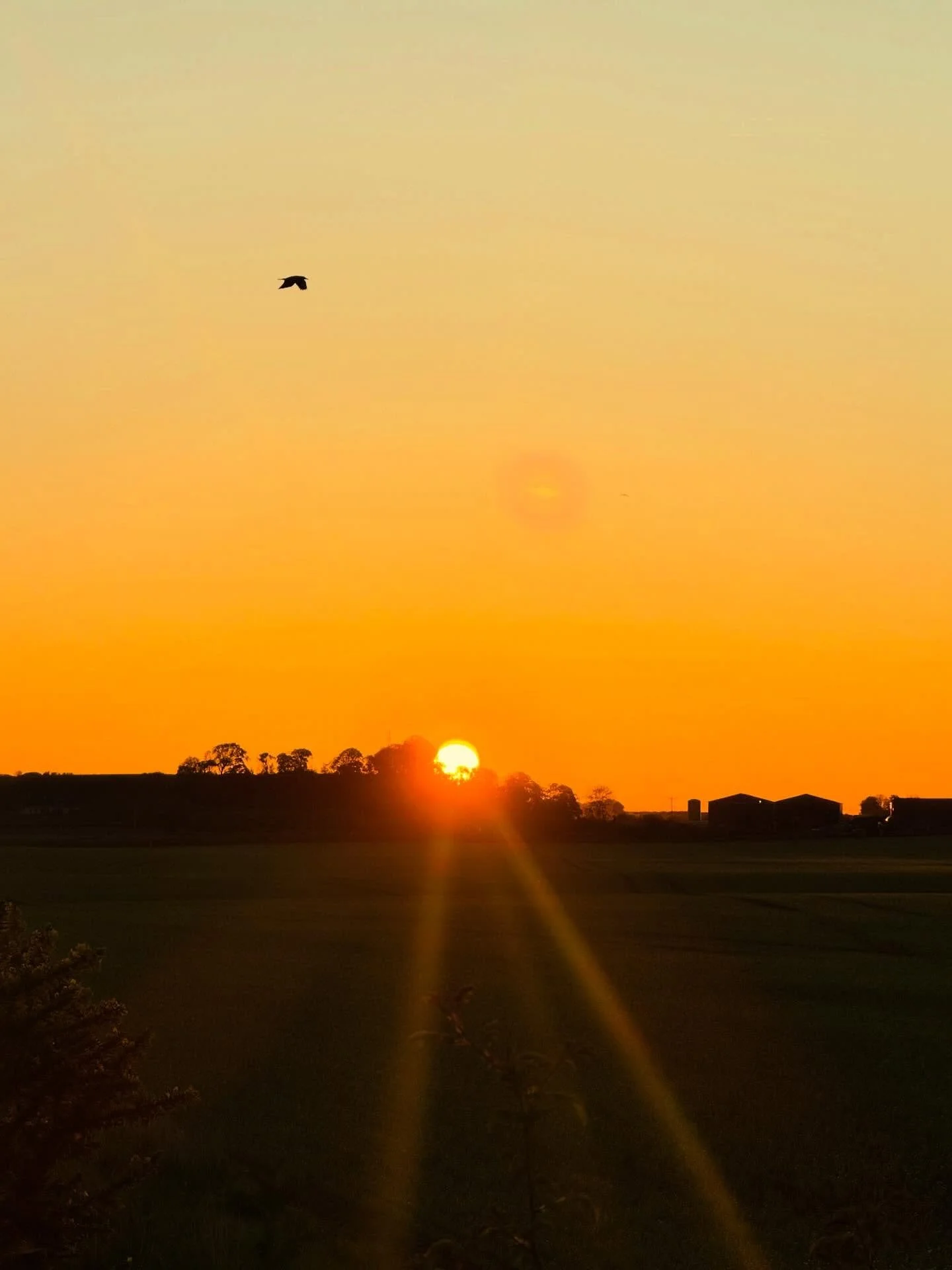 Sunrise or sunset?

What do you see more of?

#scottishsunset #moray #stockbridgelocal