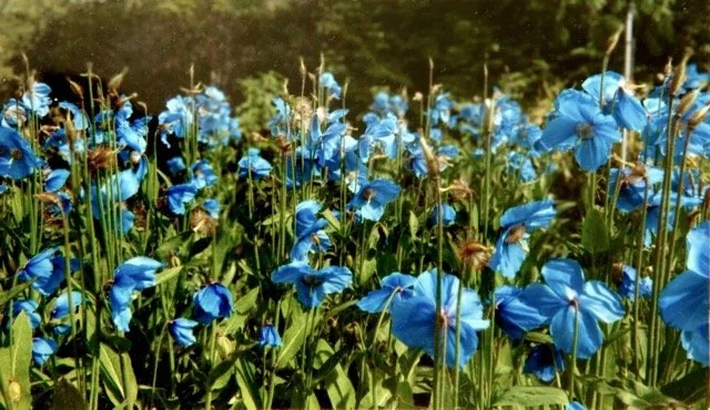 botanics 2.jpeg