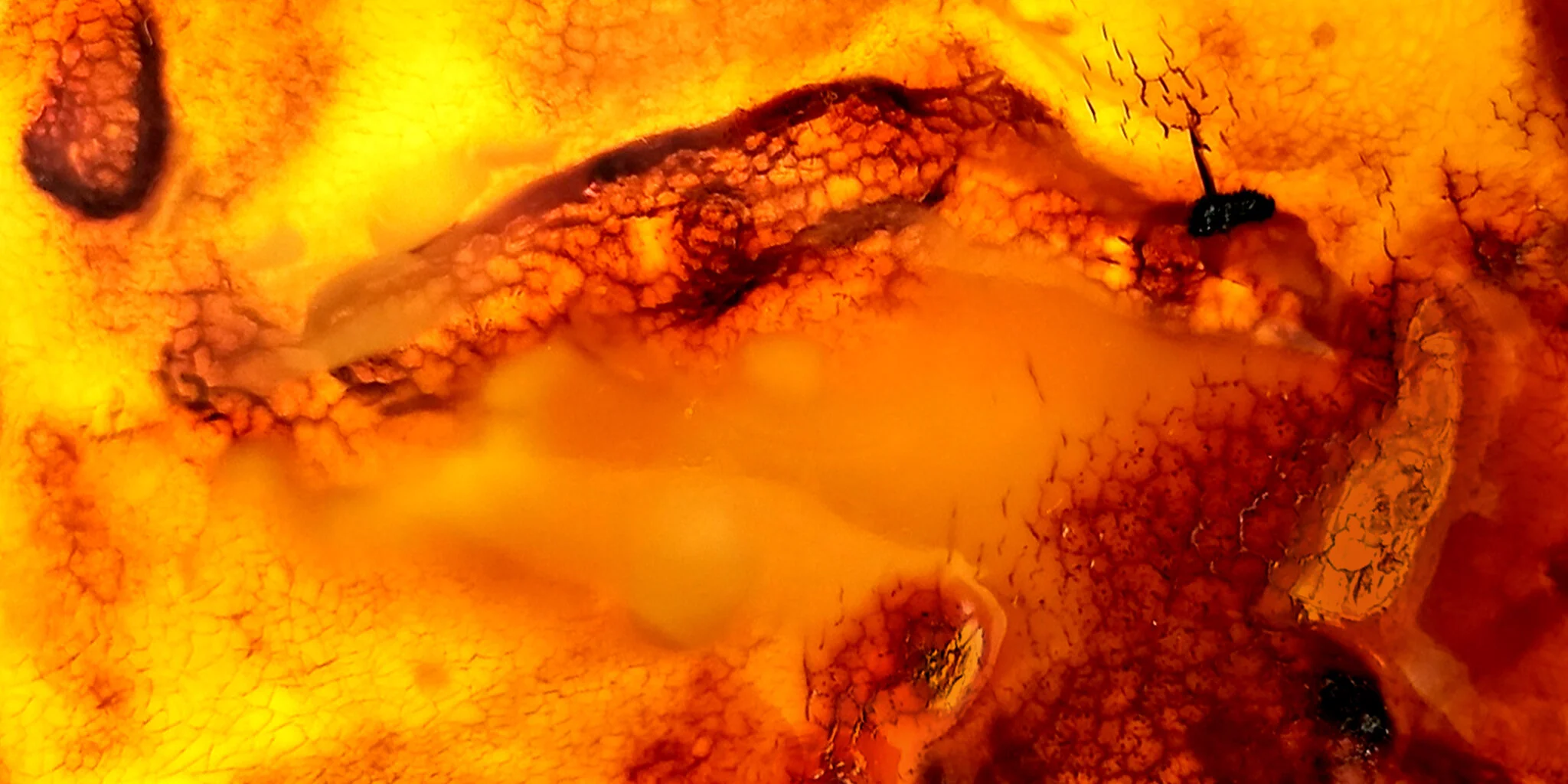 the-health-benefits-of-amber-lohve-the-wise-alternative