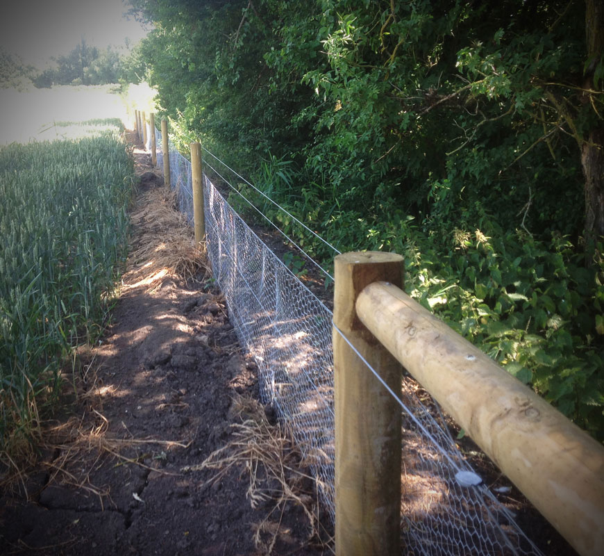 A neat hedge can complement stock fencing as well as offer shelter and bio-security 
