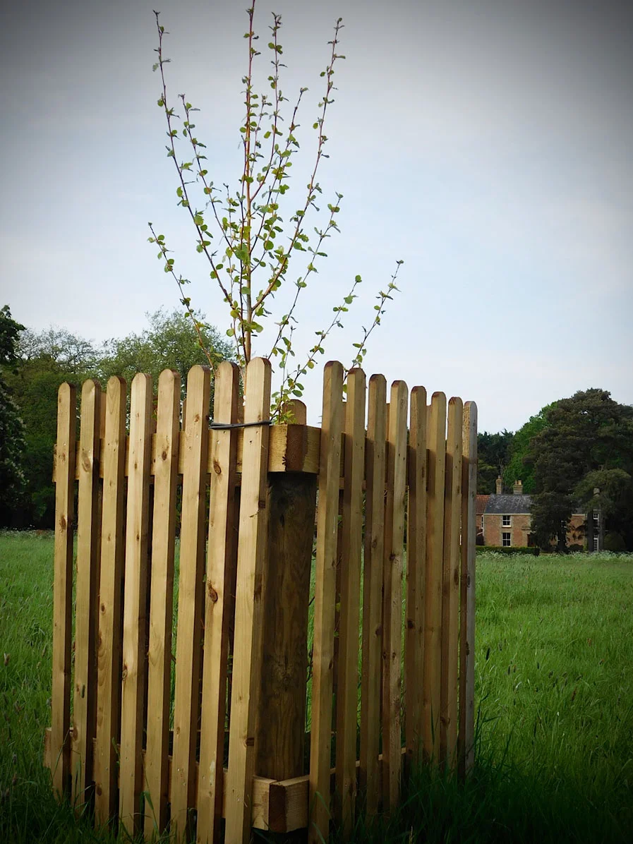 Tree guards offer extra protection against curious (and destructive) livestock