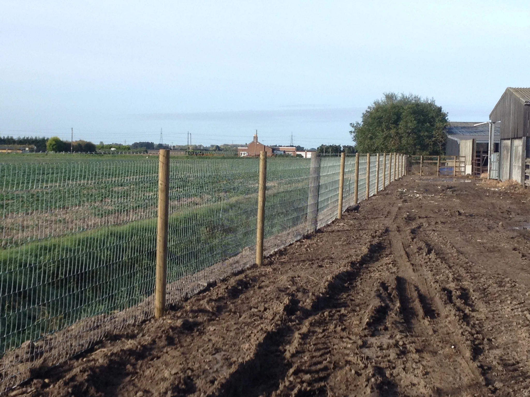 Badger and deer fencing at cattle finishing unit near Wisbech