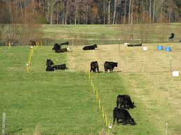 Strip grazing using temporary fencing