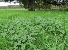 Get the ratio of grass to clover right for perfect pastures