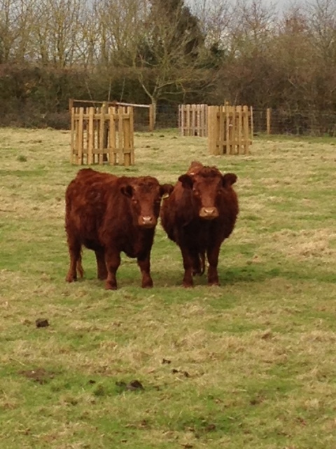 At this time of year, you should check that your grass is growing well and your fencing is secure
