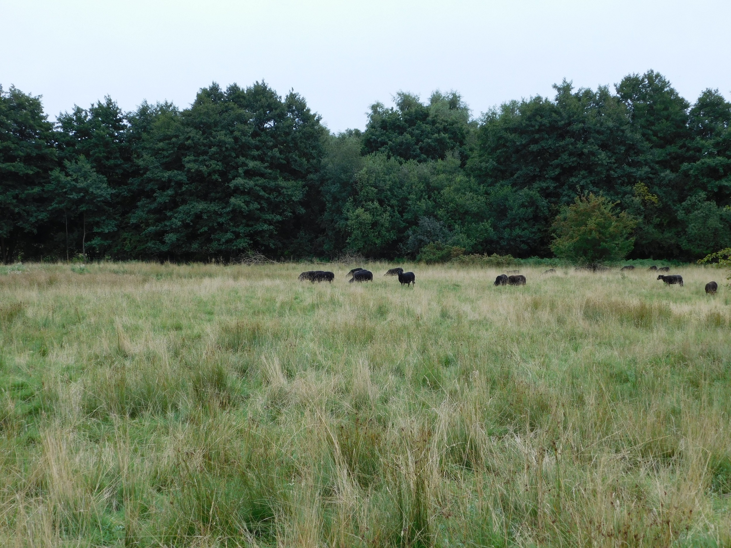 Sheep grazing on the Breckland at Thompson, 