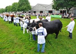 Animals and their owners on show