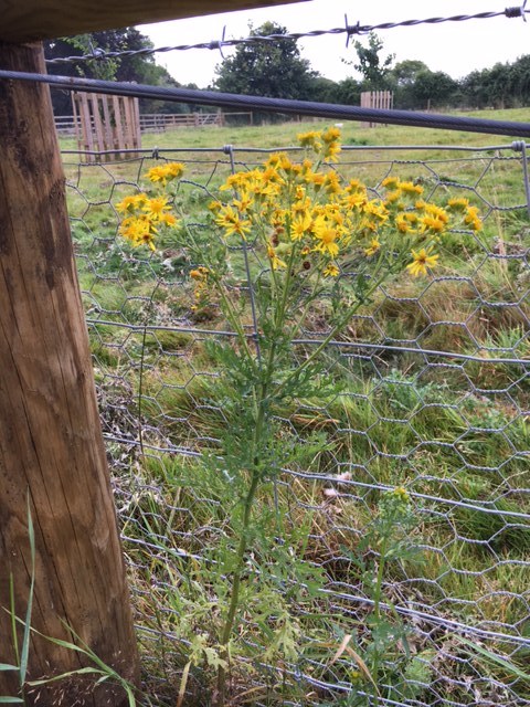 Pretty yellow flowers disguise a deadly weed