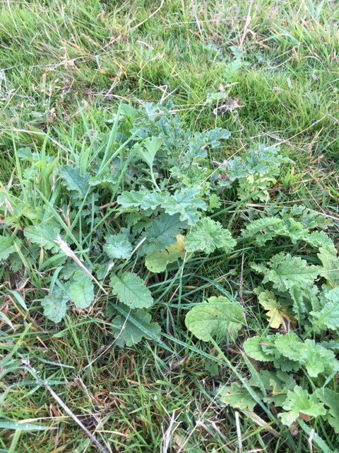 Rosettes mark the early stages of a ragwort's life