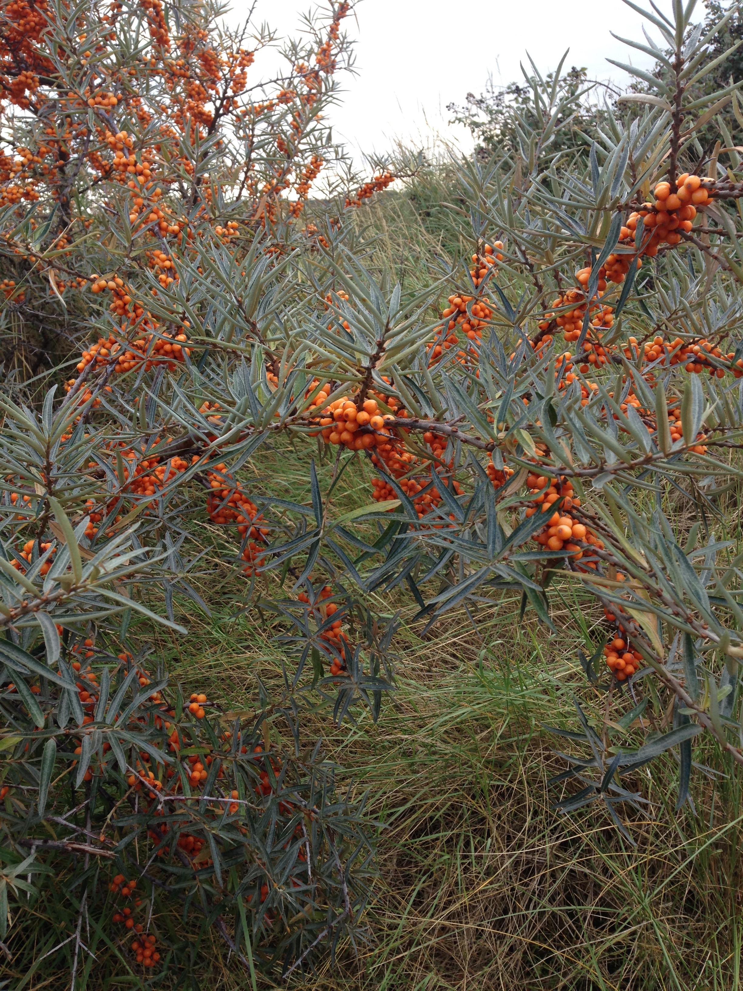 Sea buckthorn grows on the dunes