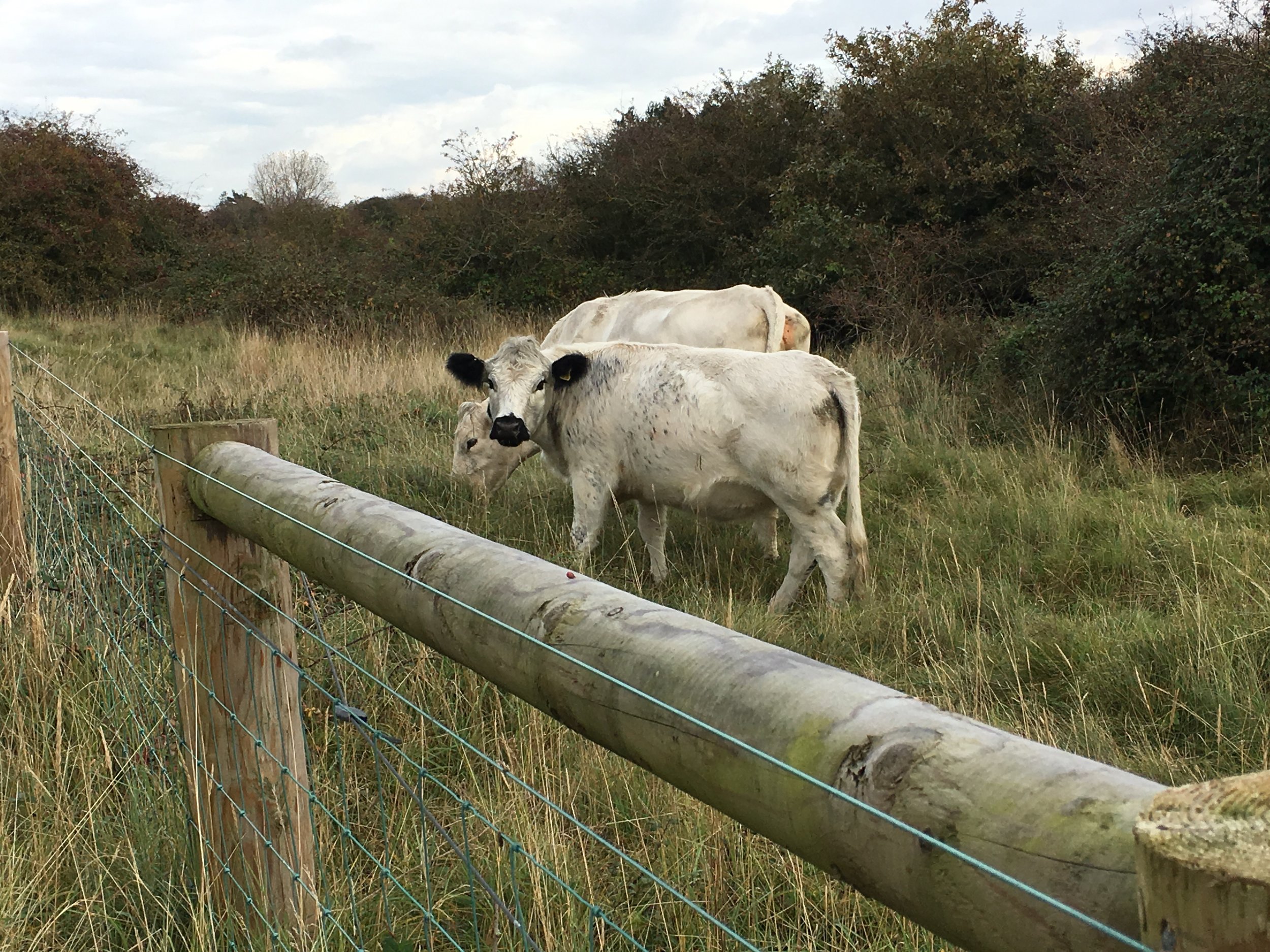 White Park cattle with some Dodd and Co fencing