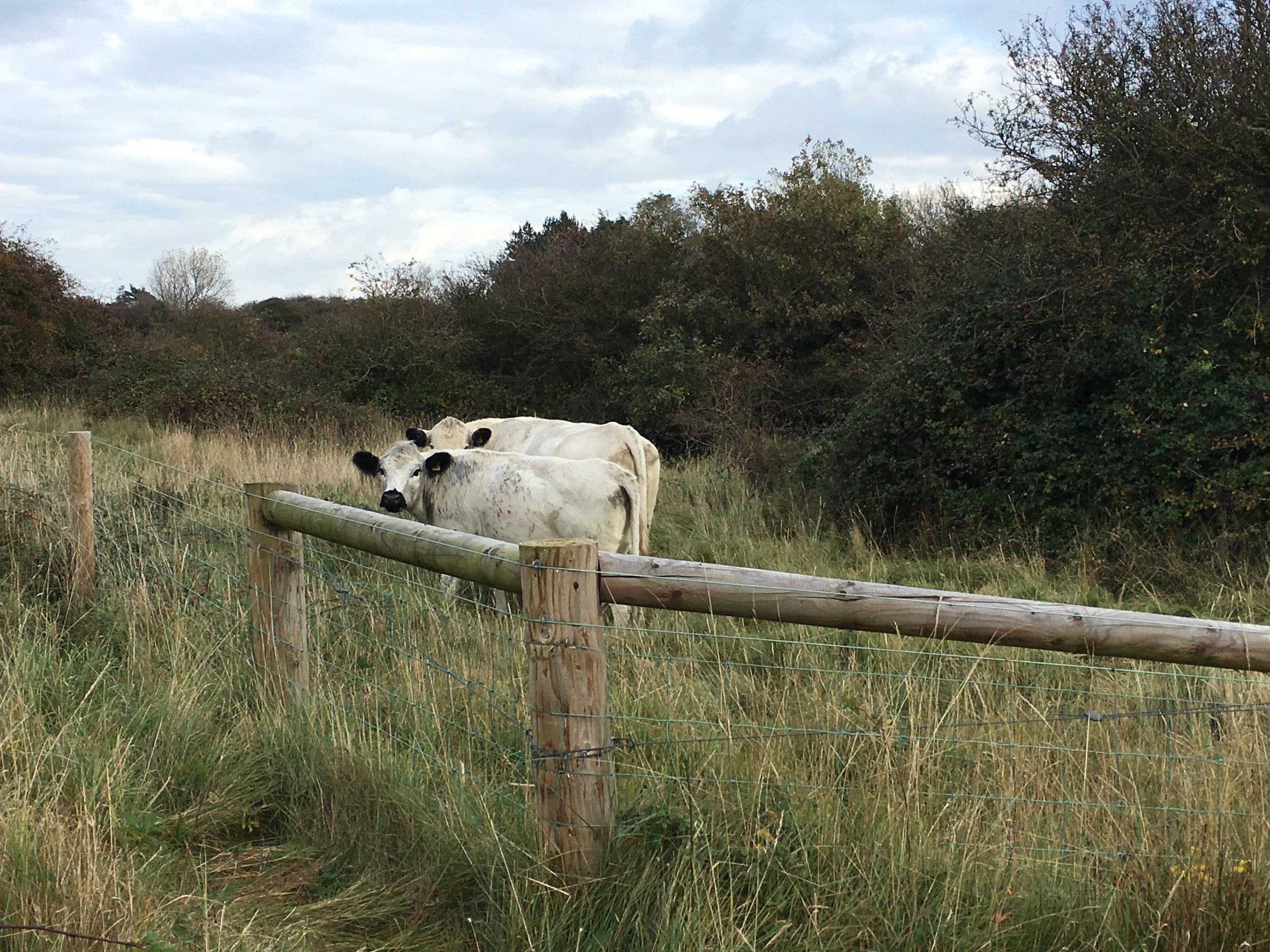 Our fencing provides a safe environment for cattle grazing on Holme Nature reserve