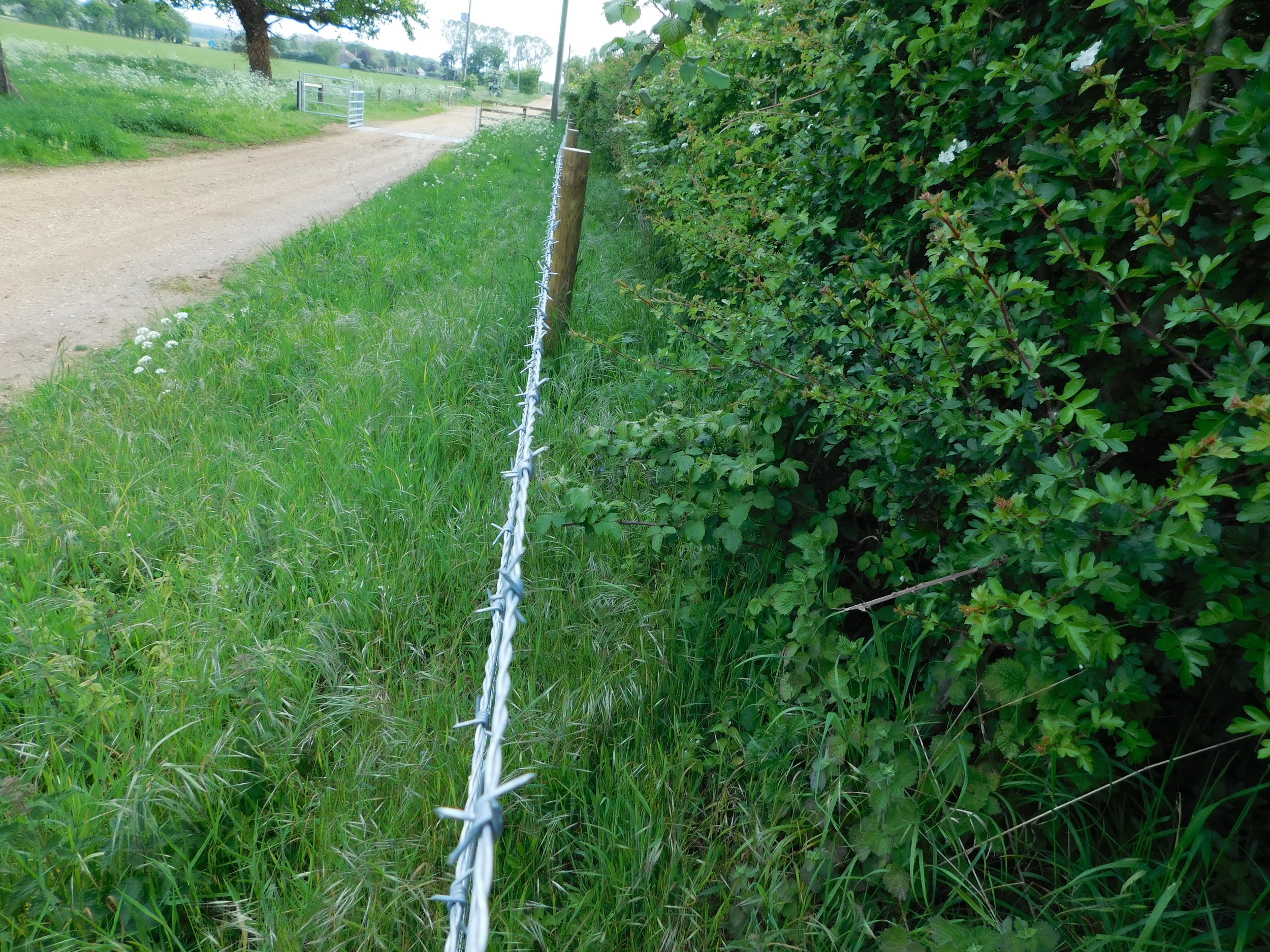 Hedge trimming is permitted until the start of March