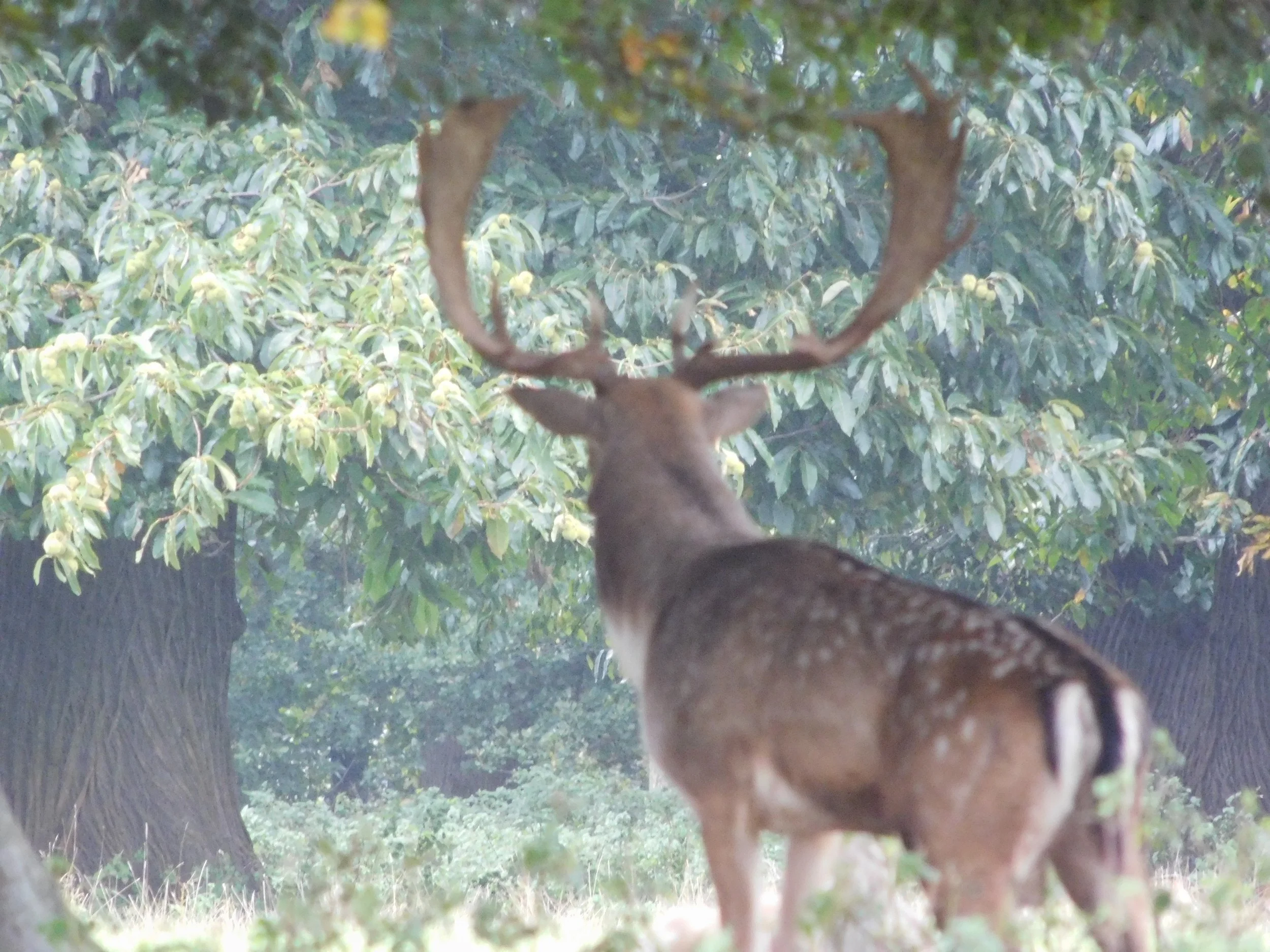 A fallow deer stag contemplates life