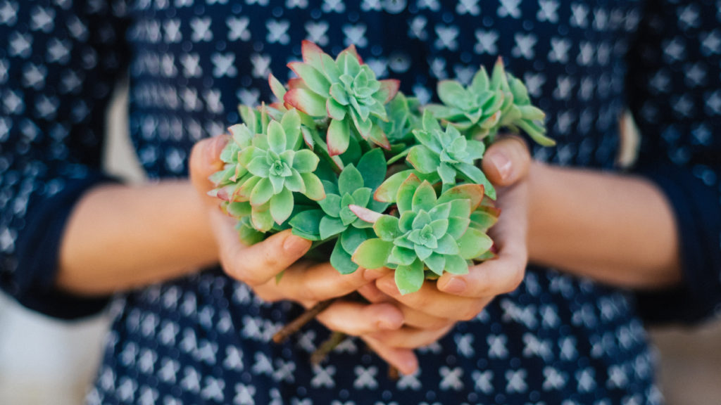 SucculentPARTY.jpg