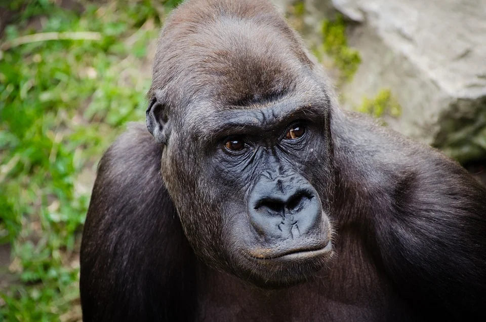 Dan in The HuffPost: What Can We Learn From The Cincinnati Zoo?