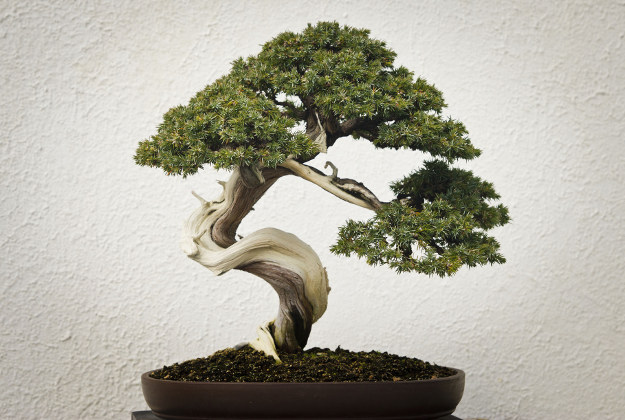 What Can We Learn From The Bonsai Tree