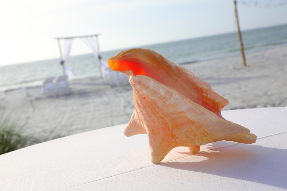 A peach seashell on the welcome table