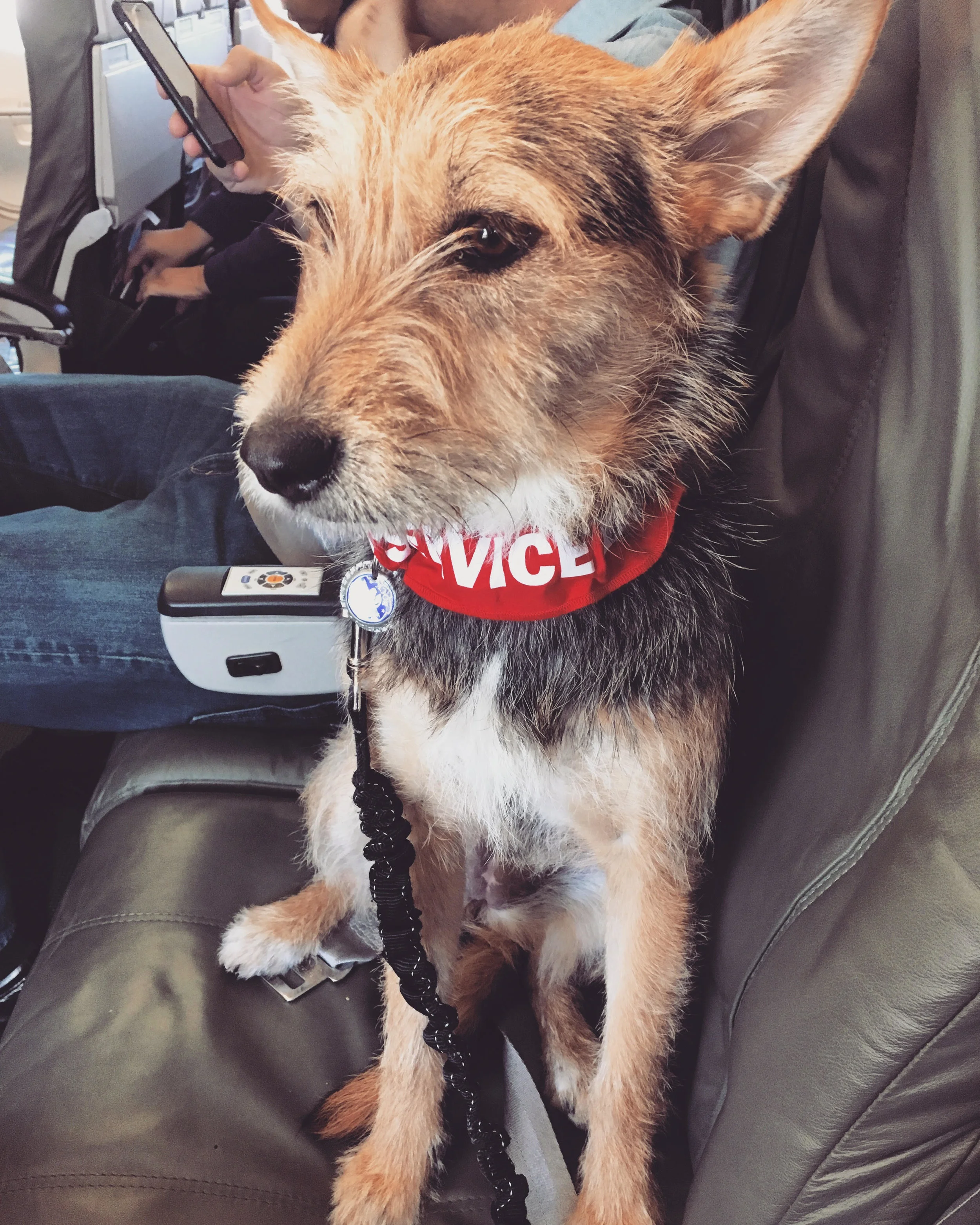 Rita traveling to Texas to provide emotional support to veterans and their families.