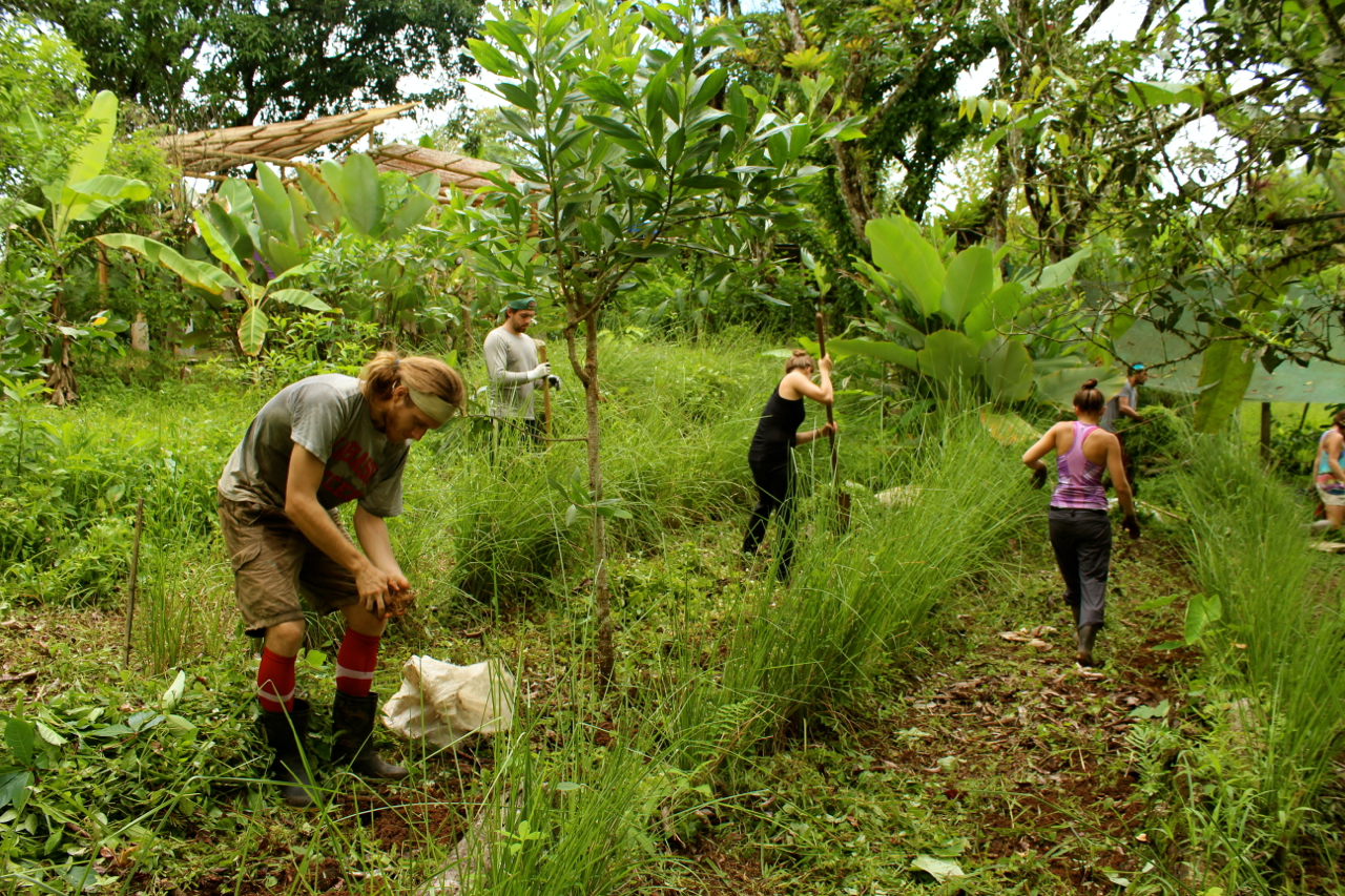 Permaculture Planting Tropical Tubers