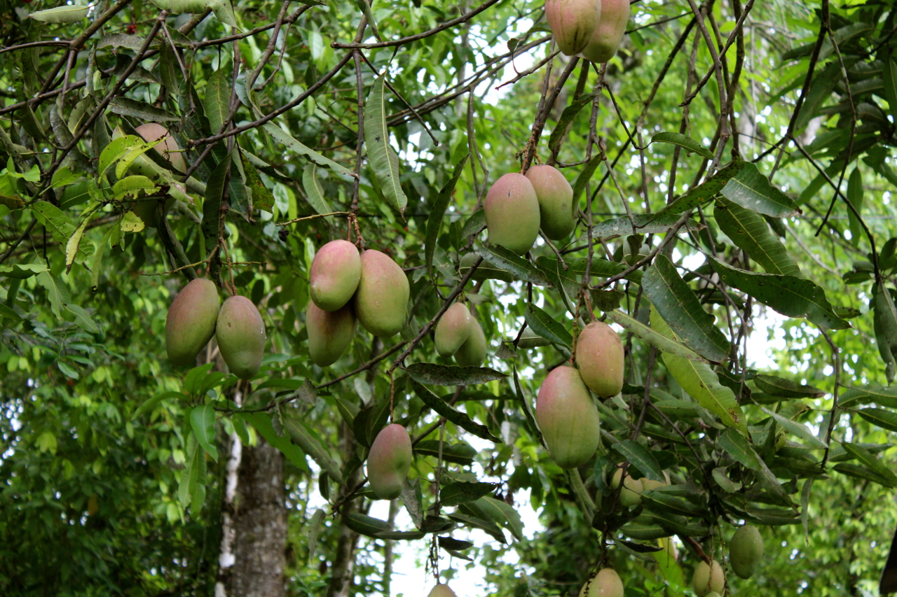 Permaculture Mango Costa Rica