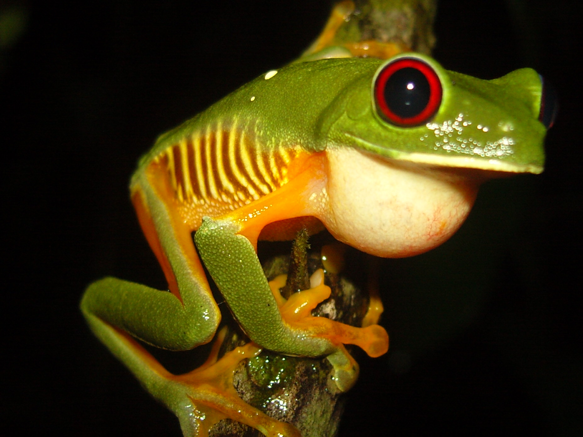 Red Eyed Tree Frog.JPG