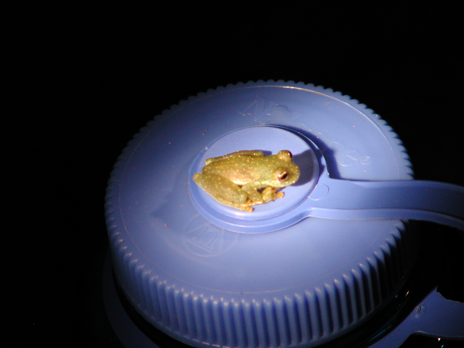 Frog- nalgene bottle.JPG