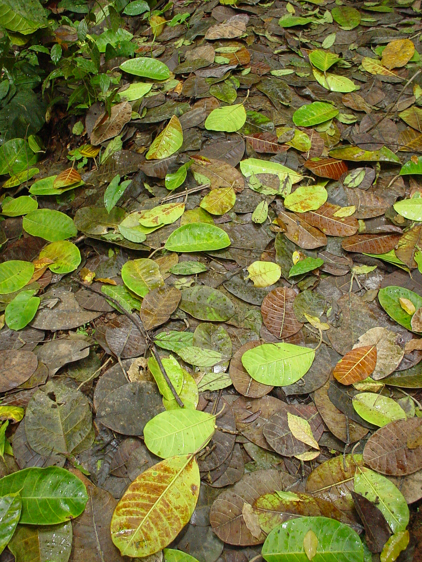 Leaf Trail.jpg