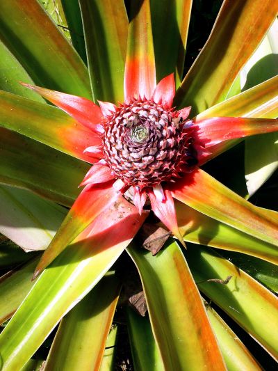 Pineapple Permaculture