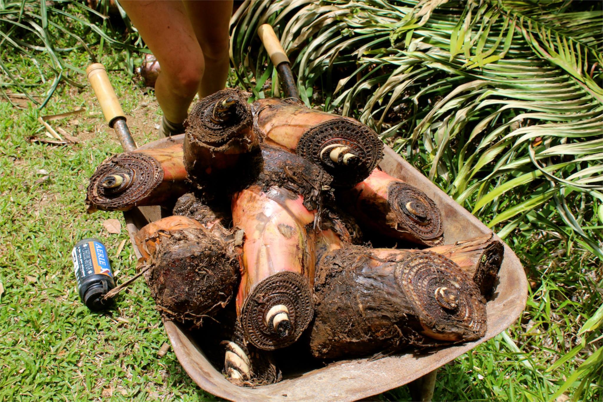 Banana Permaculture