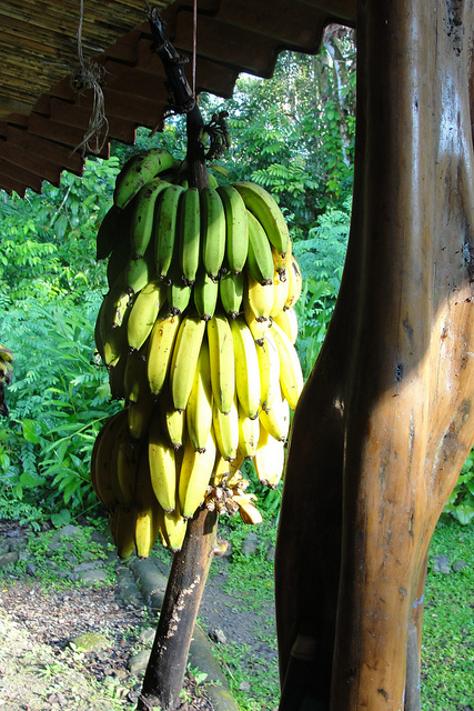 Endless Bananas.jpg