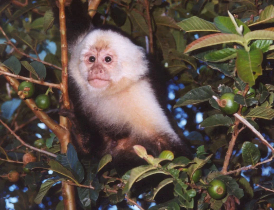 Villanova University