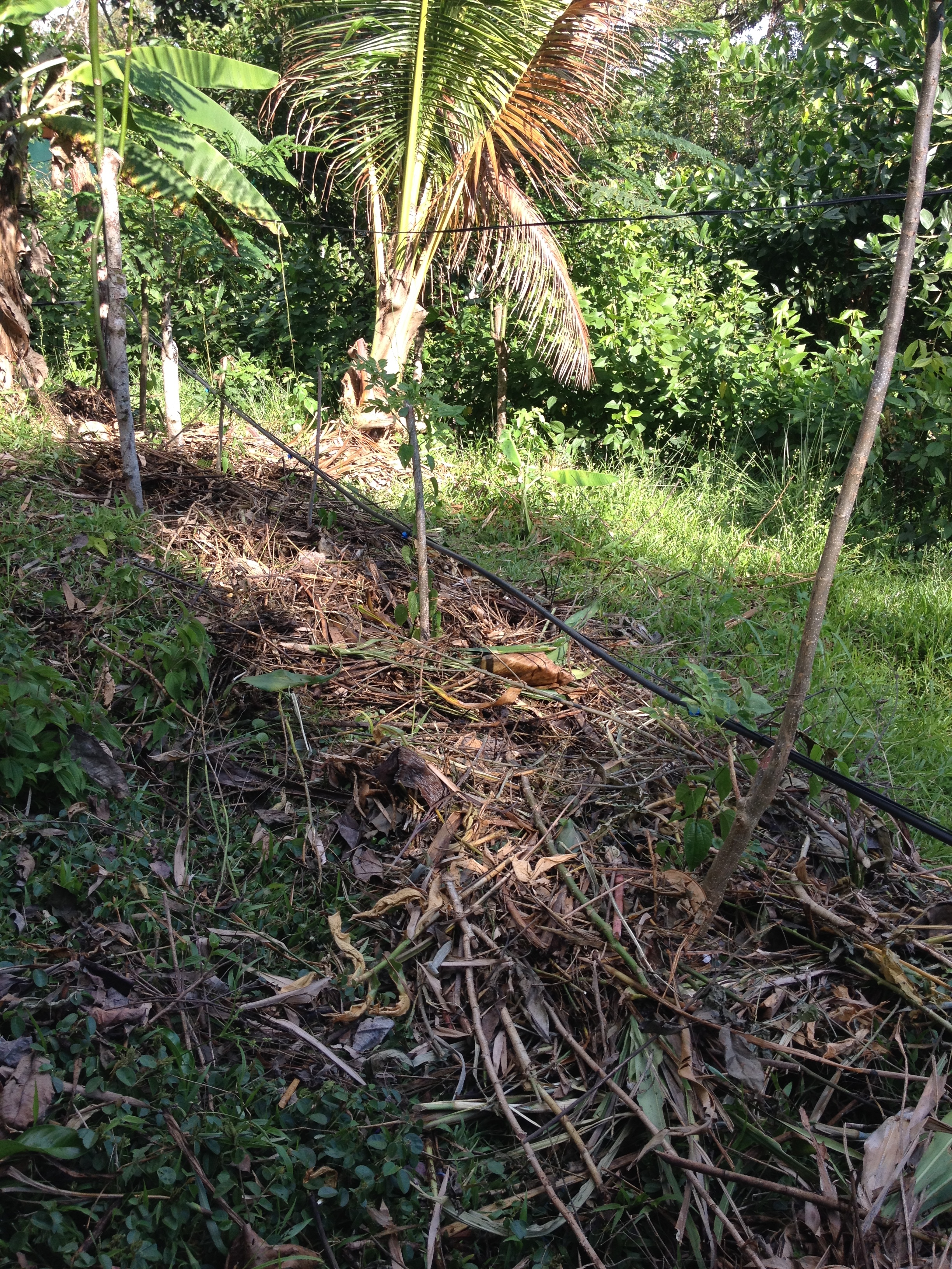 The same plants as above after a healthy mulch cover.