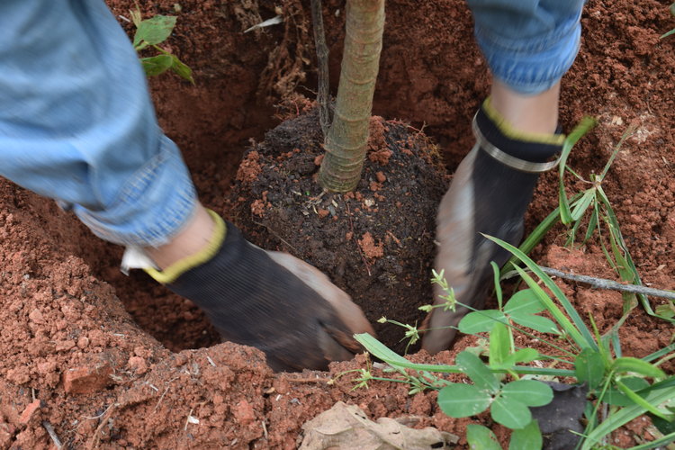 permaculture tree planting