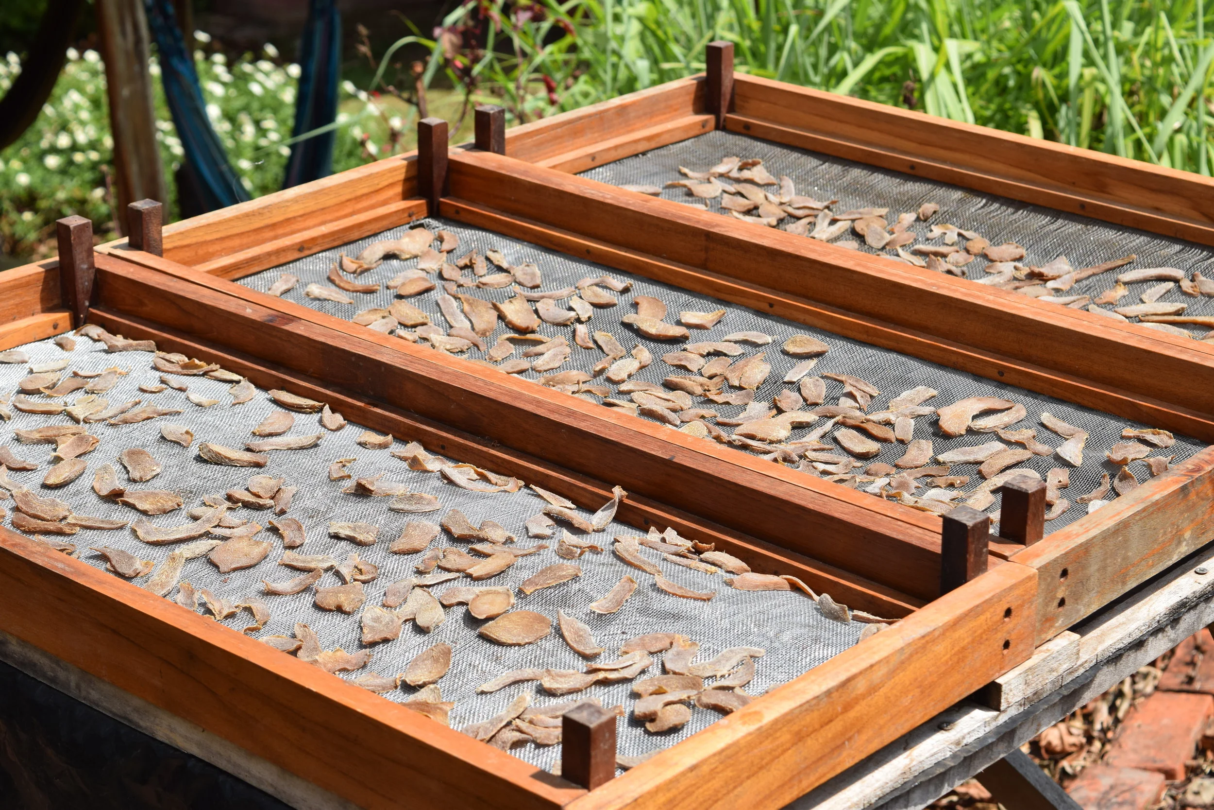 drying giner