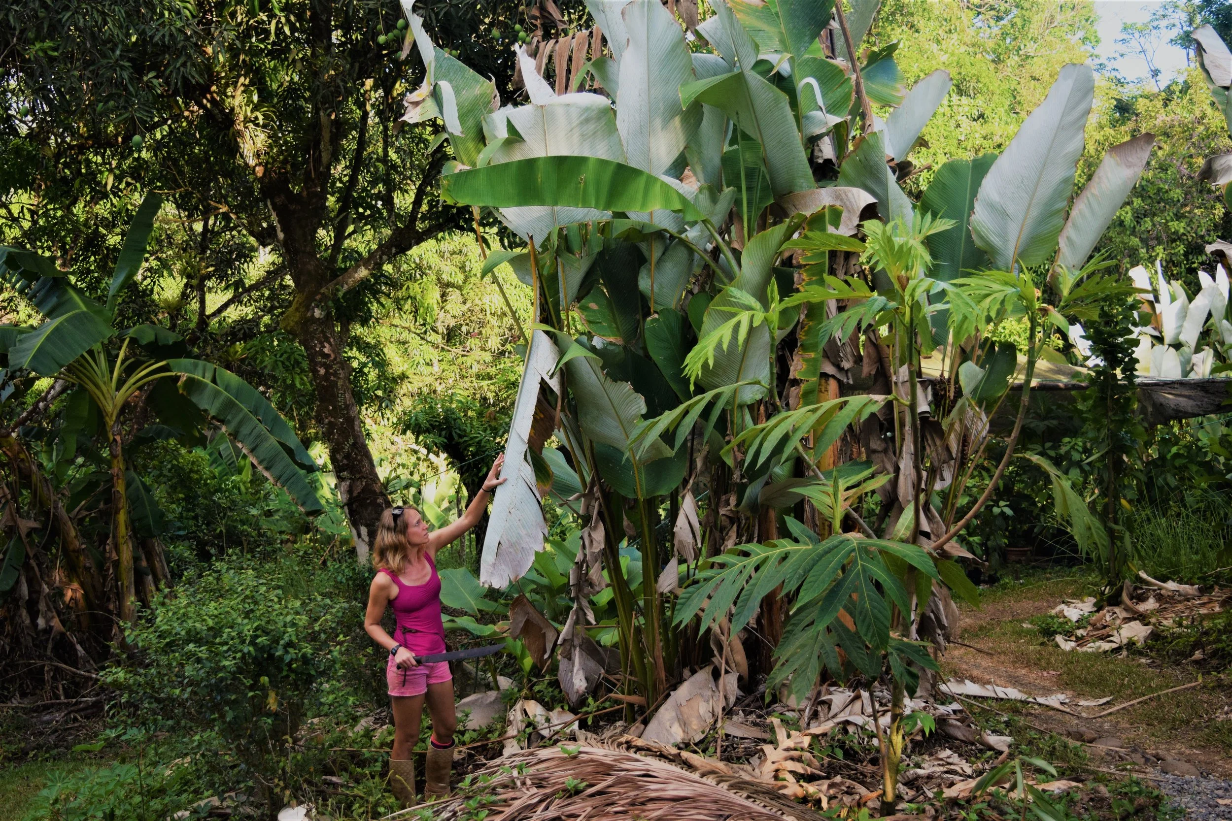5 "Grow-Your-Own" Mulch Plants for the Tropics