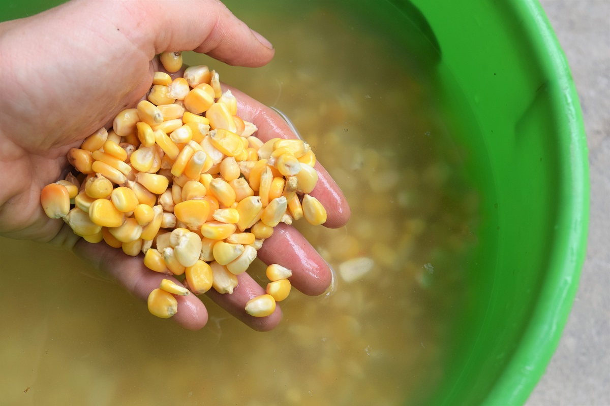 170907TortillaFieldCornSoakingOvernight.jpg
