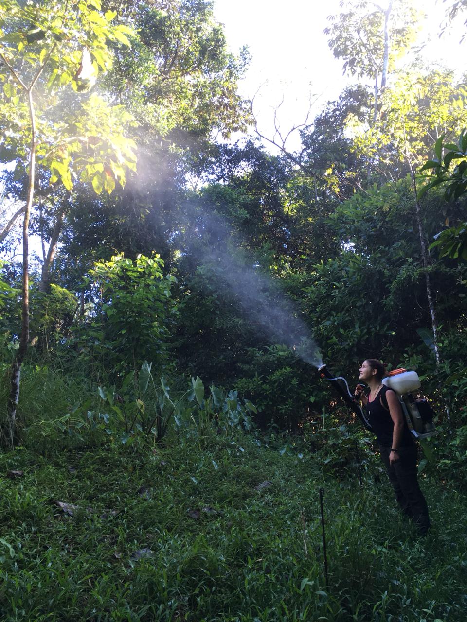 Spraying the orchards with an organic fertilizer