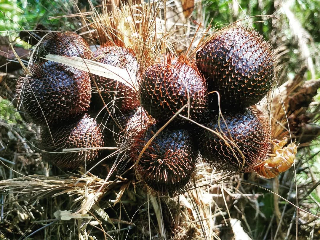 Salak Fruit.jpg