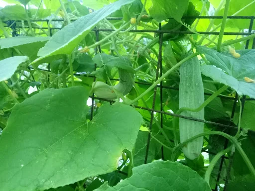 Cucumber.jpg