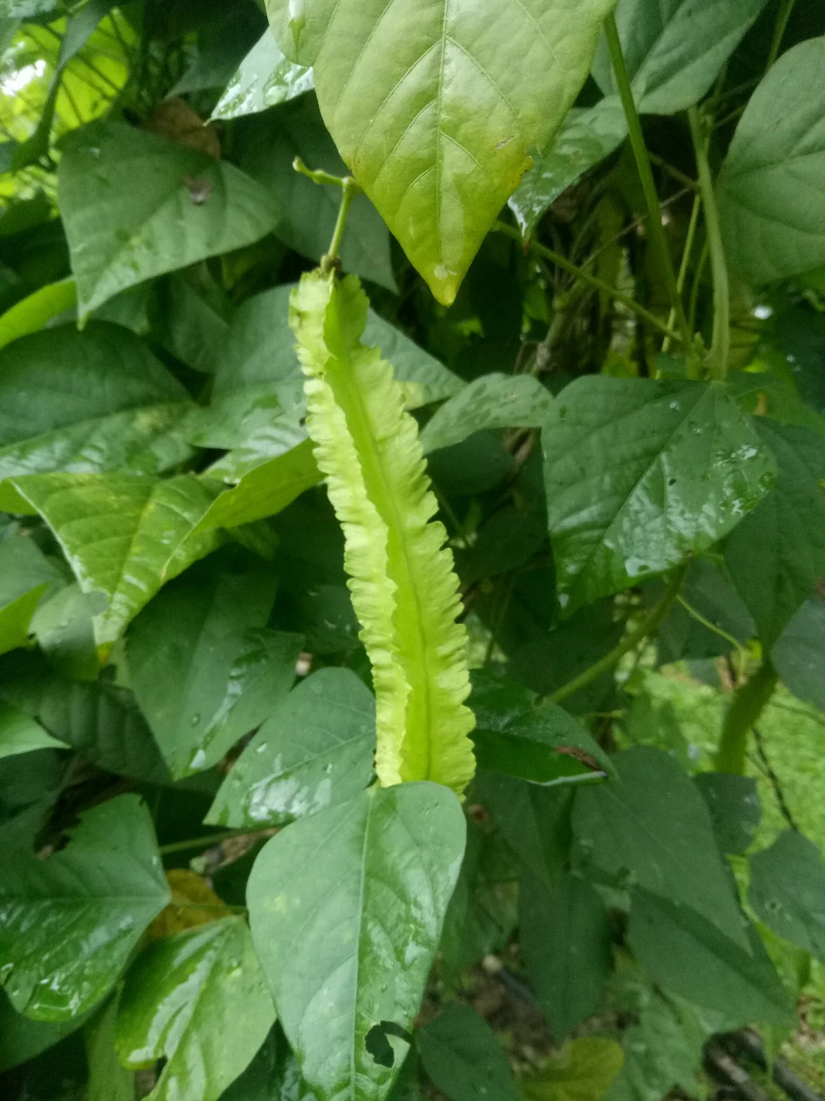 wing beans.jpg