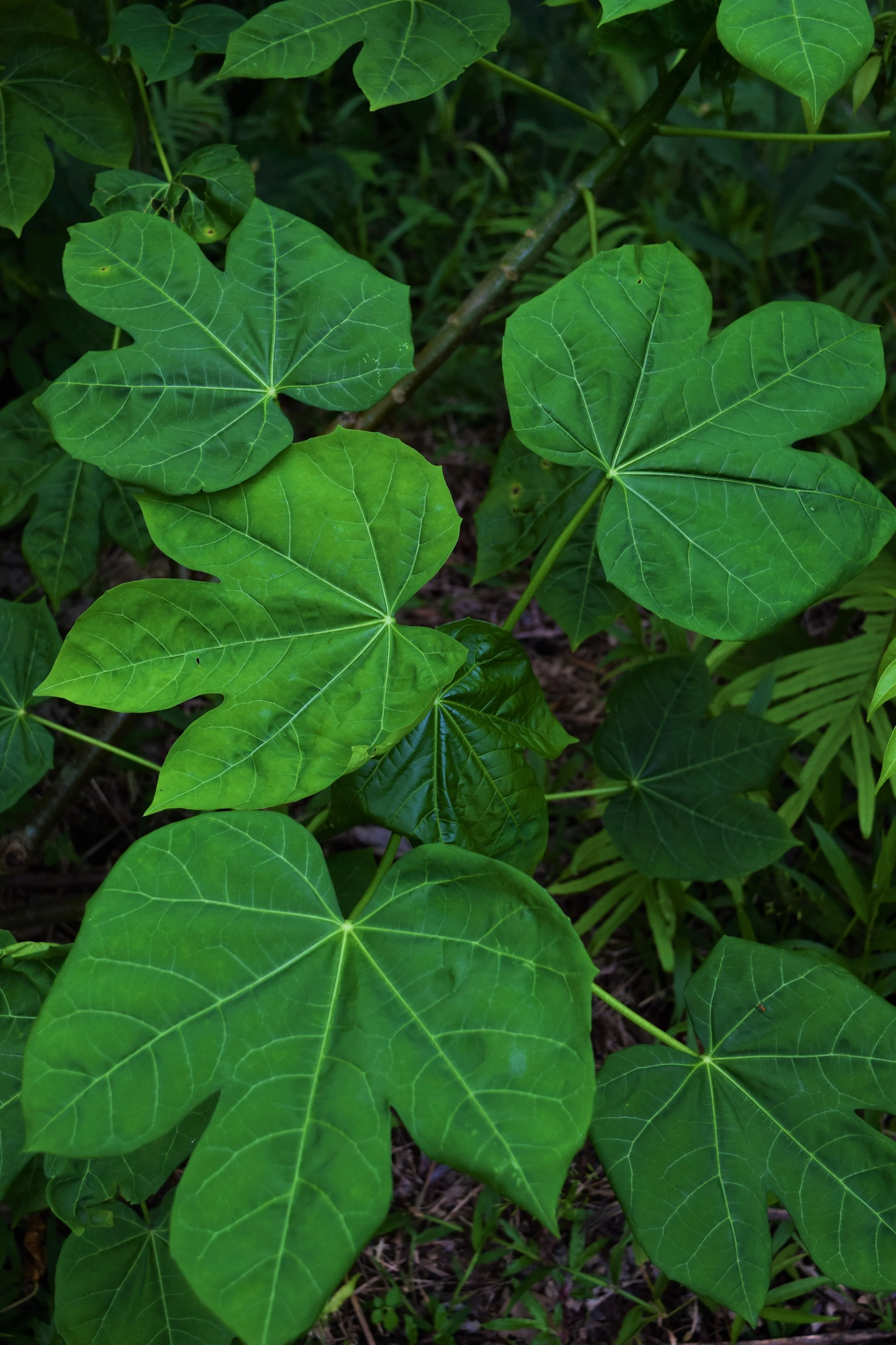 Vegetables &amp; Greens that Thrive in the Tropical Rainy Season