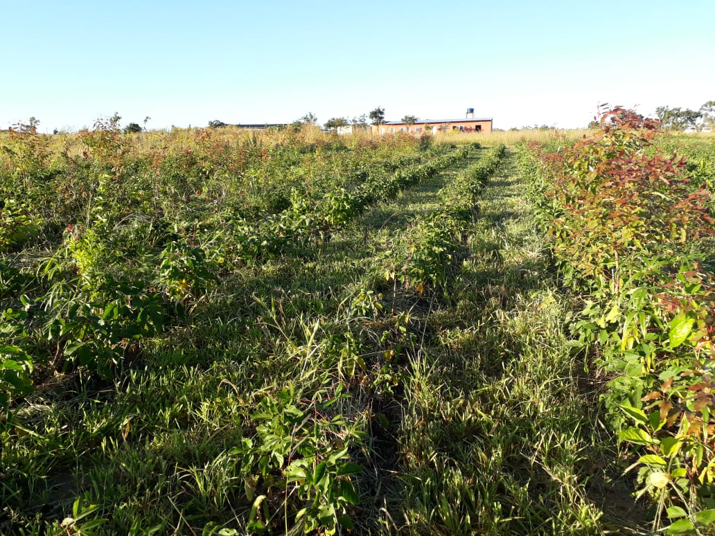 Syntropic Farming Course