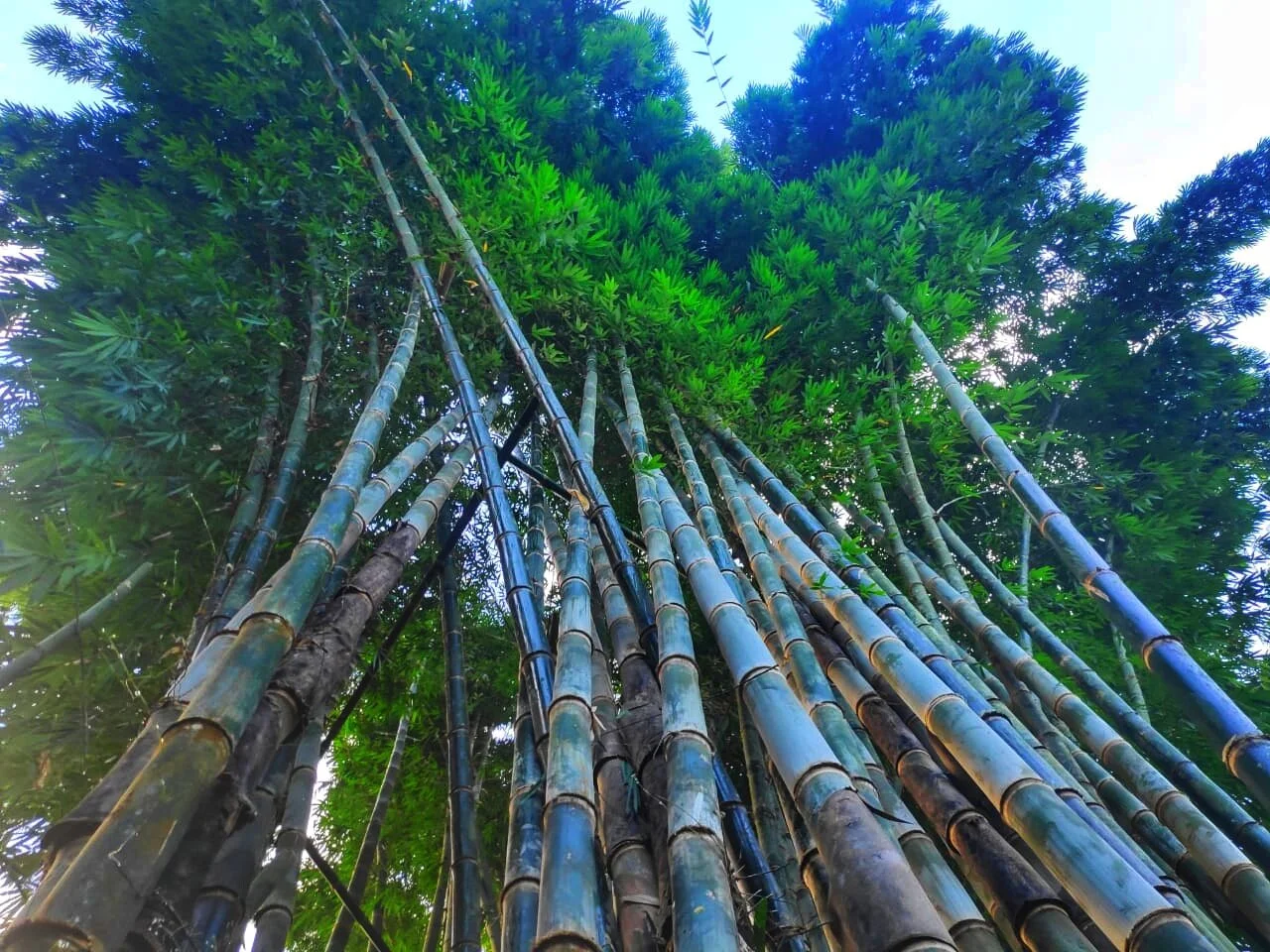 Bamboo Shoots Rancho Mastatal